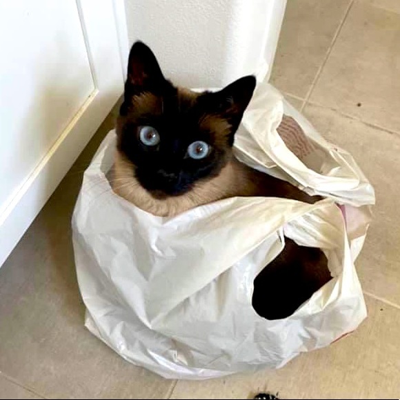 Meet the CEO of Keeko’s Closet - Picture 1 of 1